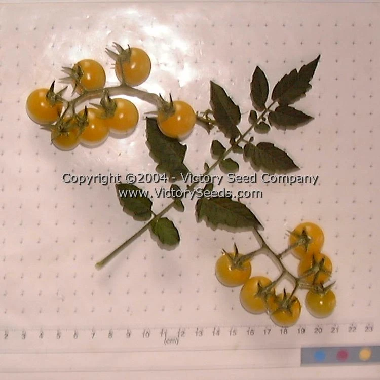 Coyote Tomato - Image 2