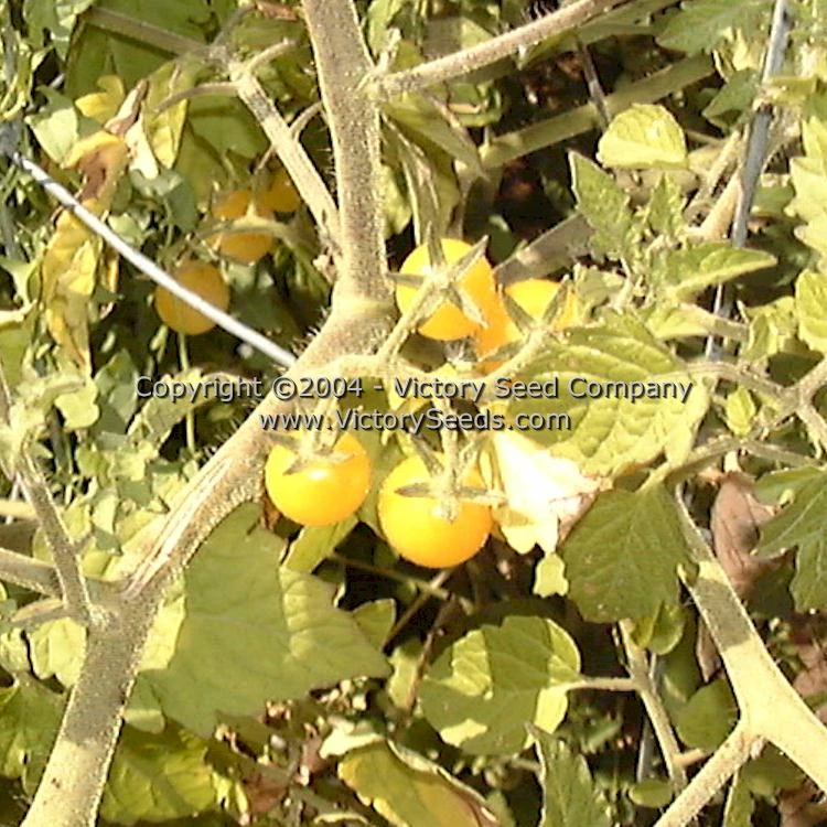 Coyote Tomato - Image 4