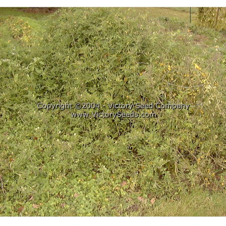 Coyote Tomato - Image 3