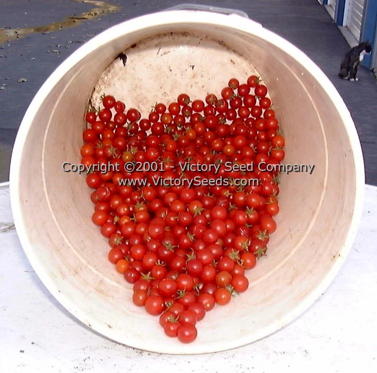 Red Currant Tomato - Image 8