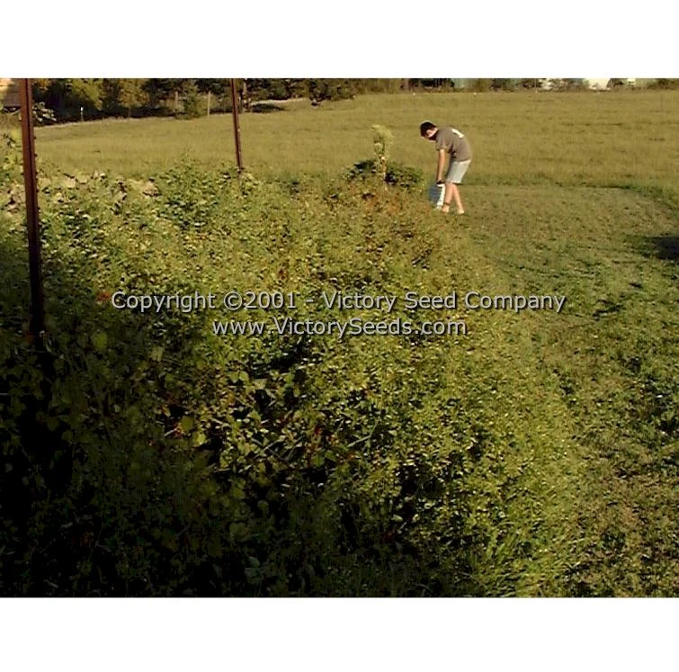 Red Currant Tomato - Image 6