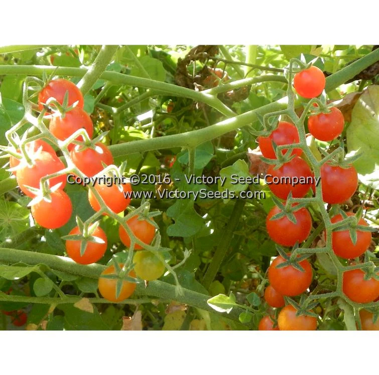 Red Currant Tomato - Image 2
