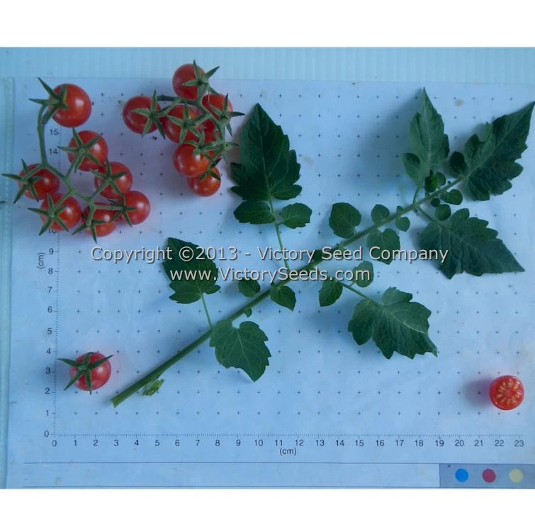 Red Currant Tomato - Image 3