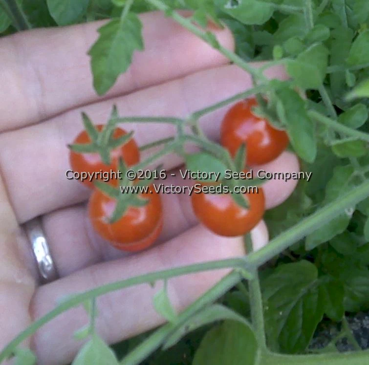 Red Currant Tomato - Image 7