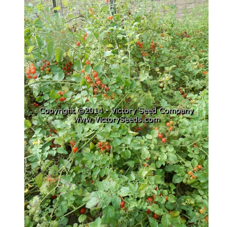 Red Currant Tomato - Image 4