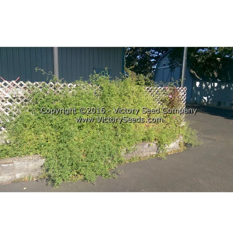 Red Currant Tomato - Image 5