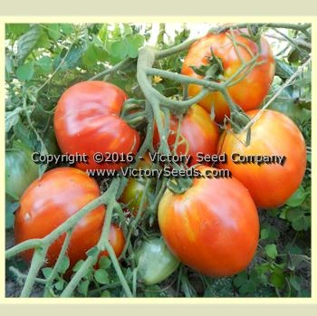 Danko Tomato - Image 3