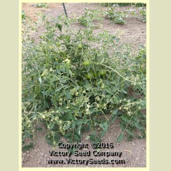 Danko Tomato - Image 2