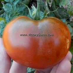 Deaton's Dwarf Tomato