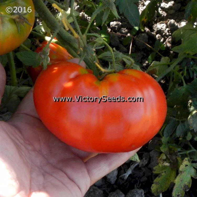 Diener Tomato