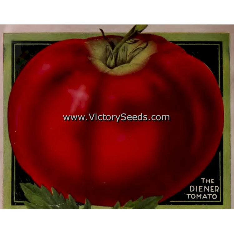 Diener Tomato - Image 6