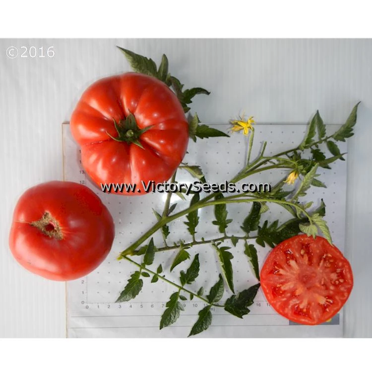 Diener Tomato - Image 2