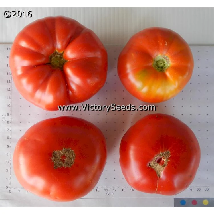 Diener Tomato - Image 3