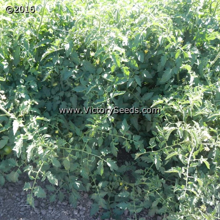 Diener Tomato - Image 5