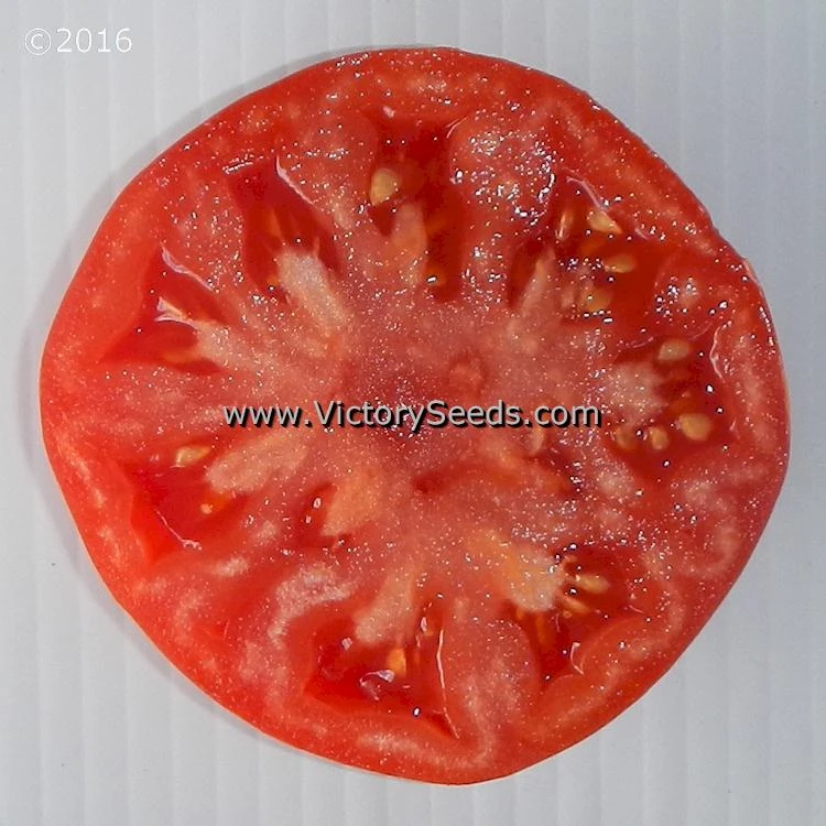 Diener Tomato - Image 4