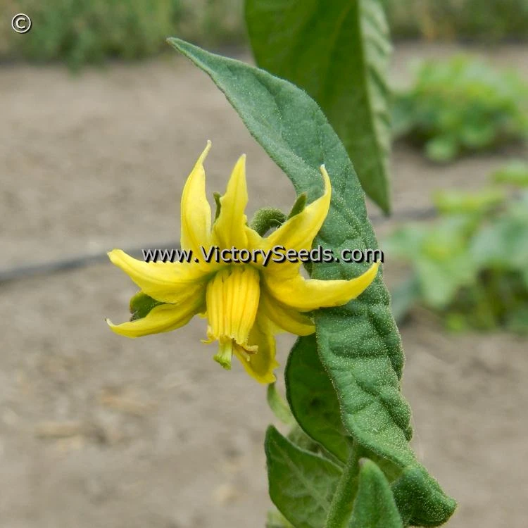 Don's Double Delight Tomato - Image 4