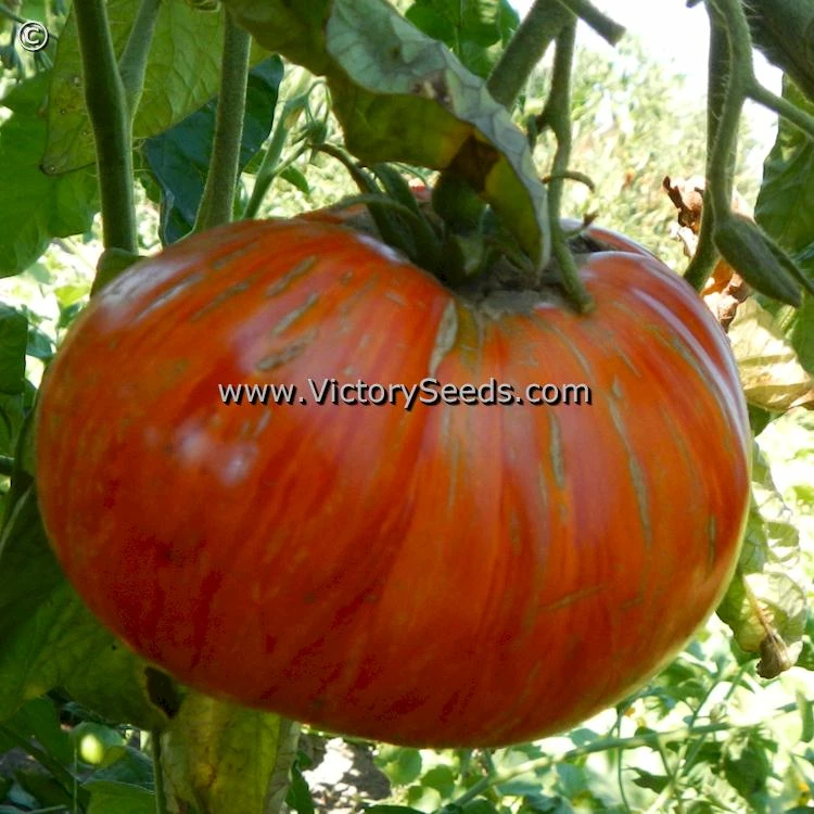 Don's Double Delight Tomato