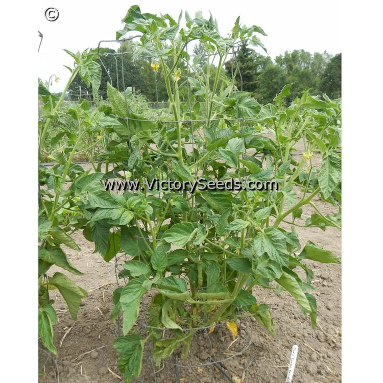 Don's Double Delight Tomato - Image 3