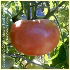 Dot's Delight Tomato