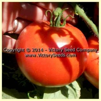 Dr. Walter Tomato - Image 5