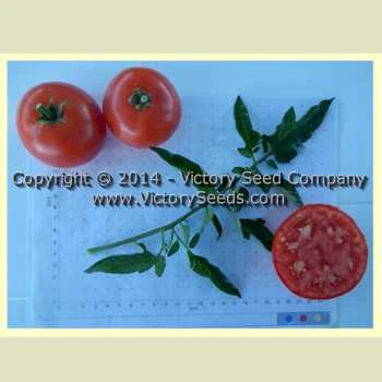 Dr. Walter Tomato - Image 4