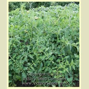 Dr. Walter Tomato - Image 3