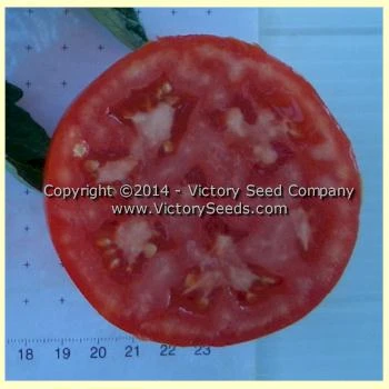 Dr. Walter Tomato - Image 2