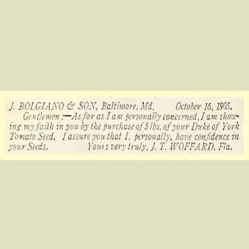 Duke Of York Tomato - Image 8