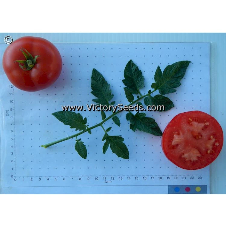 Duke Of York Tomato - Image 5