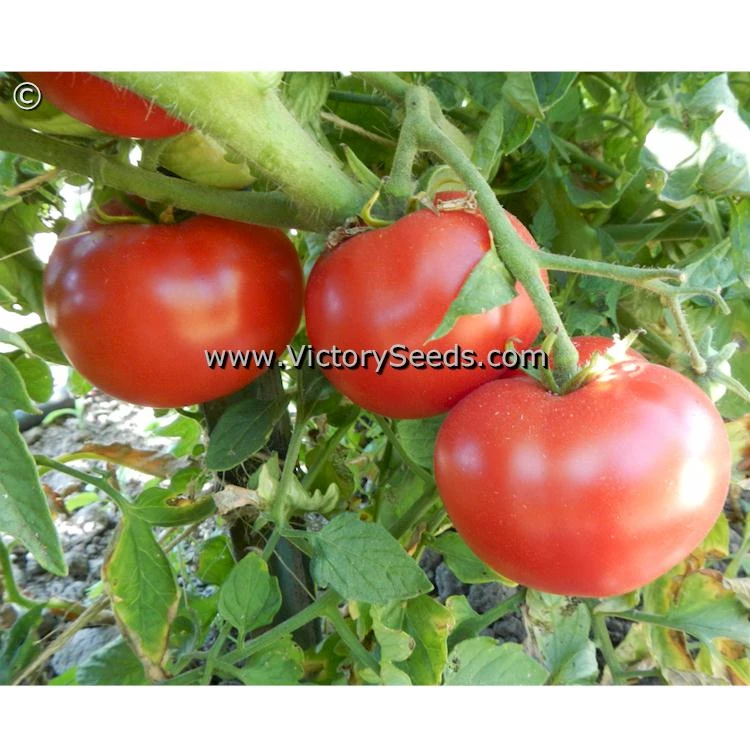 Duke Of York Tomato - Image 2