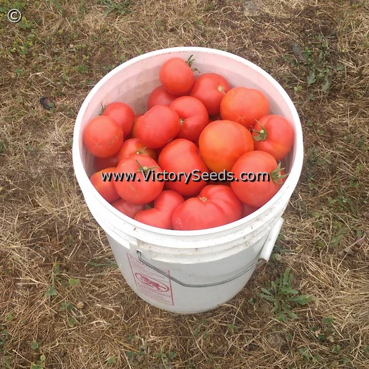 Duke Of York Tomato - Image 7