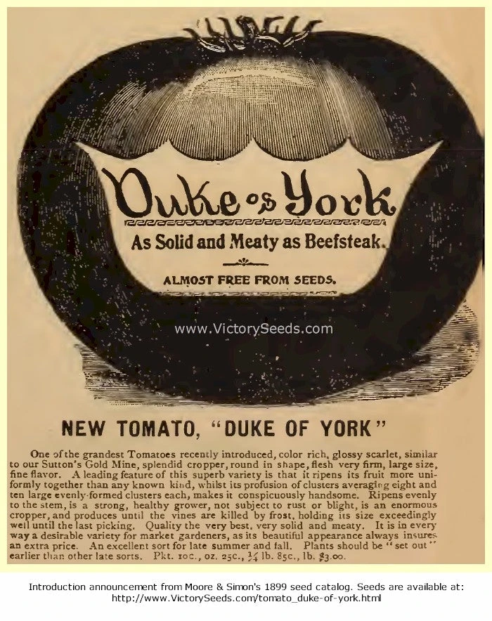 Duke Of York Tomato - Image 6