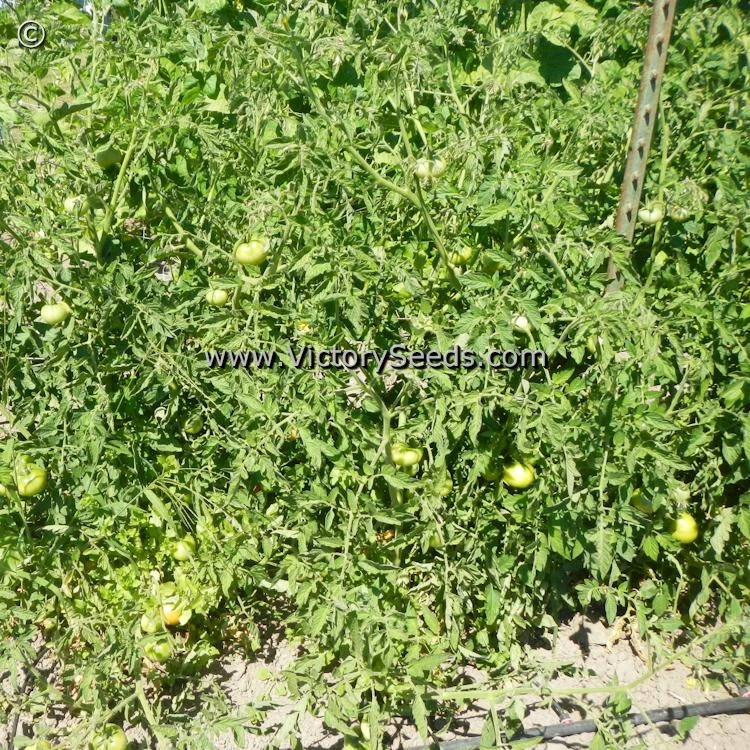 Duke Of York Tomato - Image 4