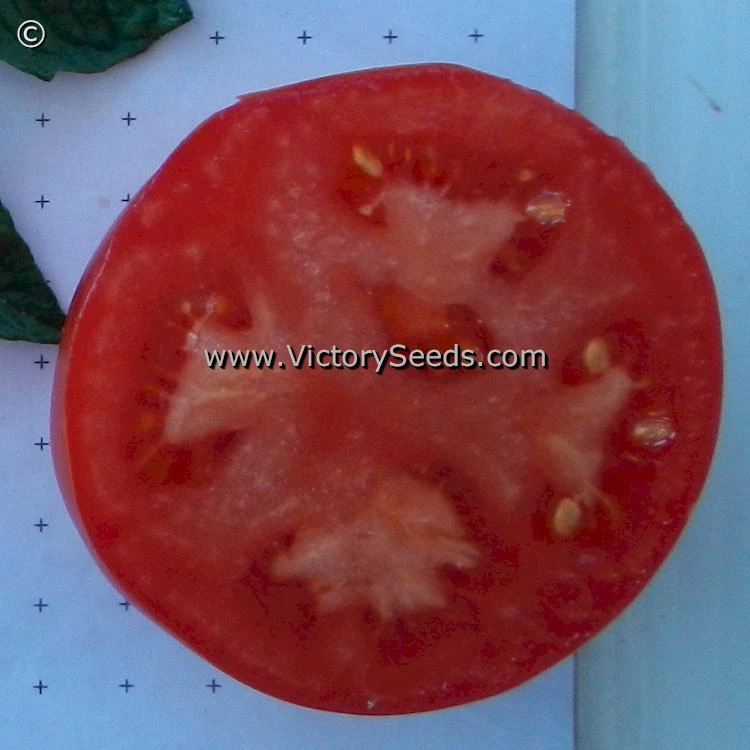Duke Of York Tomato - Image 3