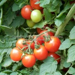 Durmitor Tomato