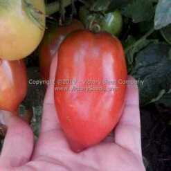 Dwarf Almandine Tomato