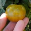 Dwarf Amy's Ohio Tomato