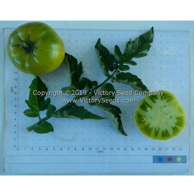 Dwarf Amy's Ohio Tomato - Image 6