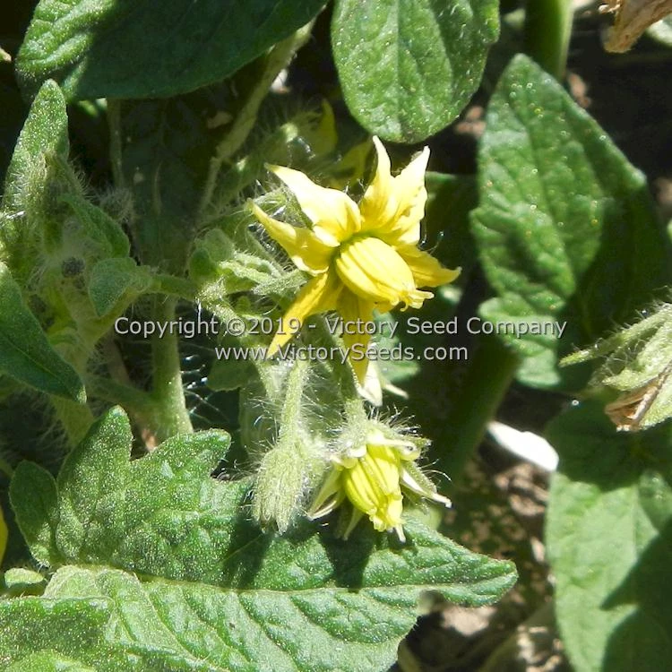 Dwarf Amy's Ohio Tomato - Image 5