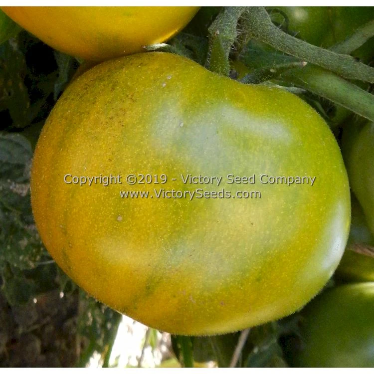 Dwarf Amy's Ohio Tomato - Image 4