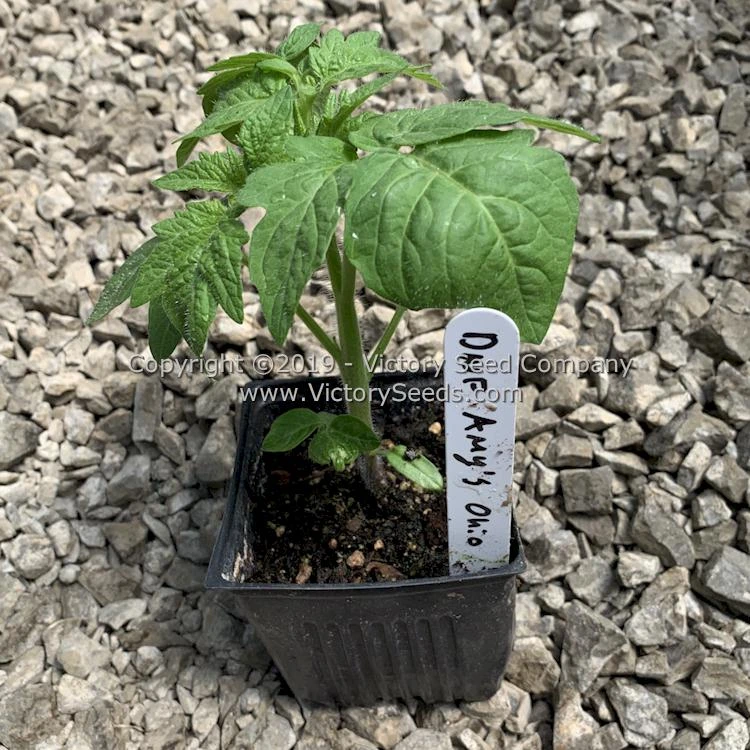 Dwarf Amy's Ohio Tomato - Image 7