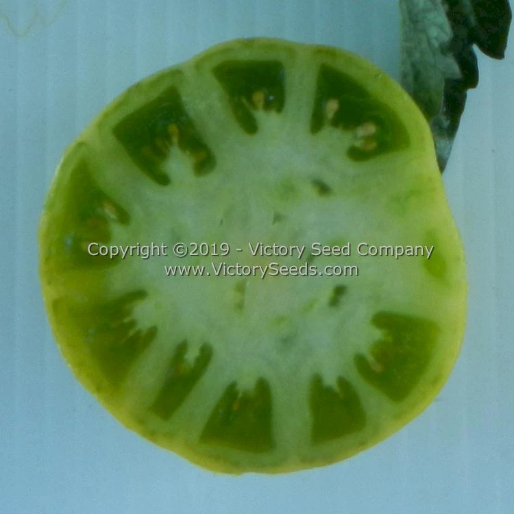 Dwarf Amy's Ohio Tomato - Image 2