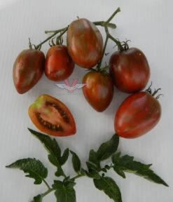Dwarf Audrey's Love Tomato