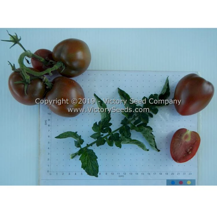 Aussie Drop Tomato - Image 5