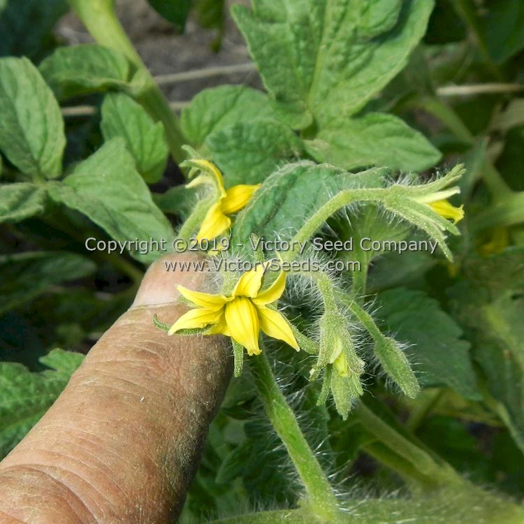 Aussie Drop Tomato - Image 6
