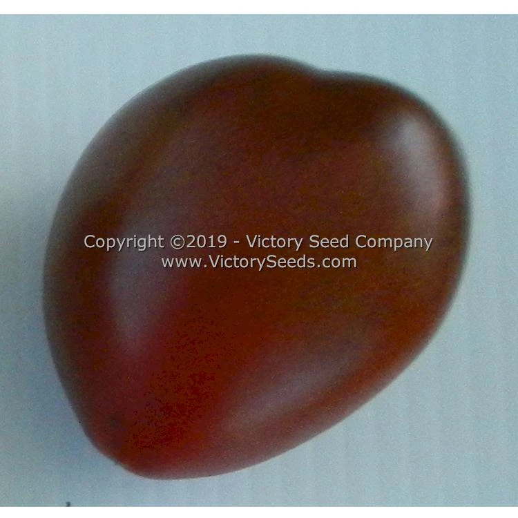 Aussie Drop Tomato - Image 3