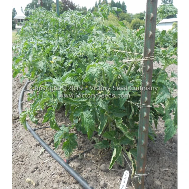 Aussie Drop Tomato - Image 4
