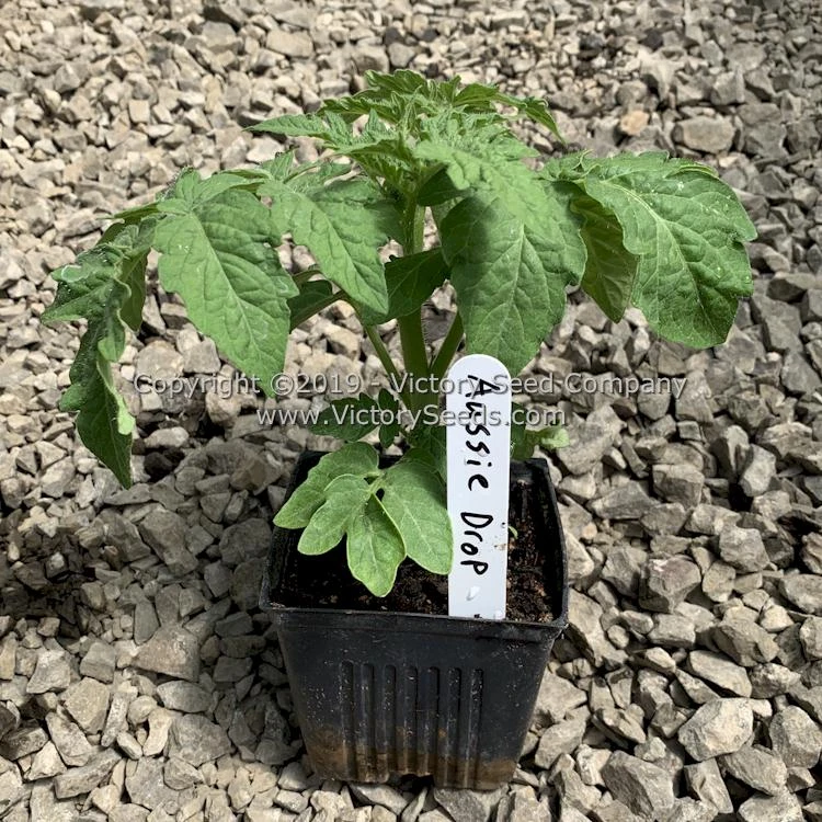 Aussie Drop Tomato - Image 7
