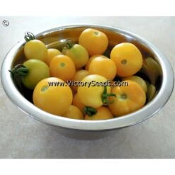 Dwarf Barossa Moon Tomato