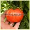 Dwarf Beauty King Tomato